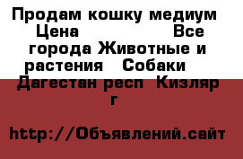 Продам кошку медиум › Цена ­ 6 000 000 - Все города Животные и растения » Собаки   . Дагестан респ.,Кизляр г.